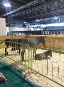 asini nell'area onoterapia