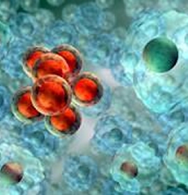 cellule viste al microscopio