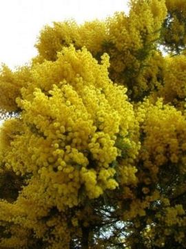 mimosa.disabili