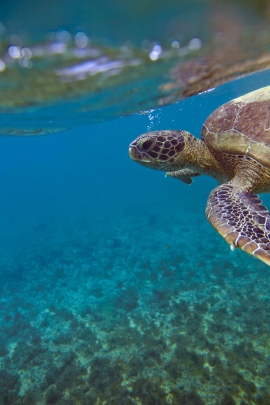 tartaruga marina nei fondali brasiliani di Fernando de Norhona