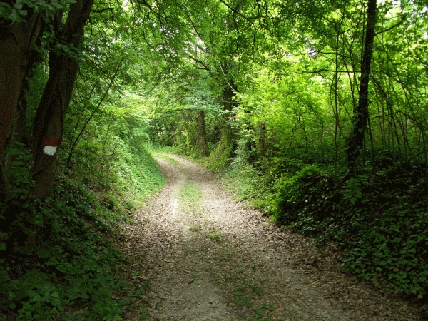 sentiero nel bosco