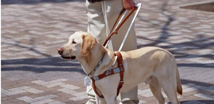 cane guida per strada