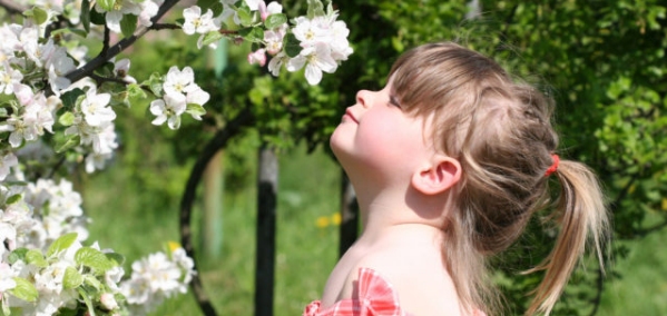 bambina annusa dei fiori rosa da una siepe