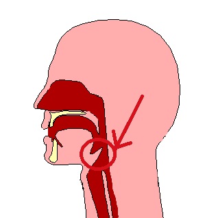 prime vie digestive con evidenziato il punto in cui il cibo devia percorso