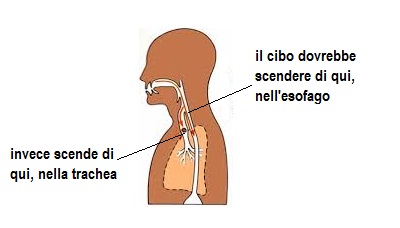 vie digestive respiratorie