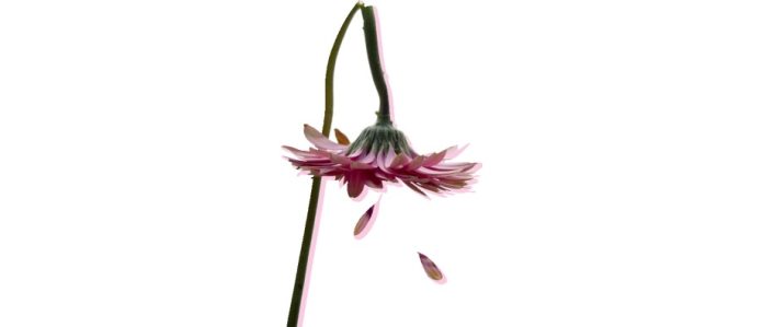 fiore spezzato con petali rosa